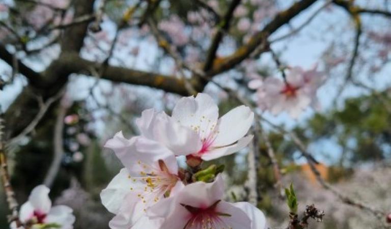 LOS CEREZOS EN FLOR, UNA TERAPIA PARA TRANSPIRAR ARMONÍA Y EMOCIONES