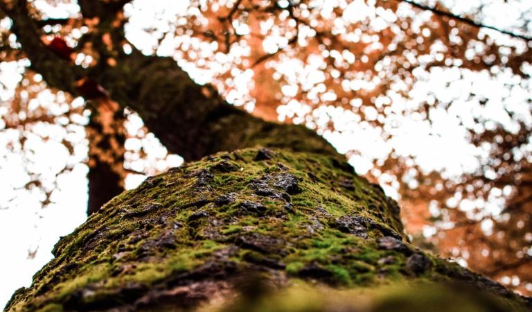 cuento-domingo-resurreccion-tres-arboles-brotar-esperanza